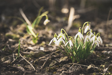 Snowdrop flowers in spring forest close up space for text