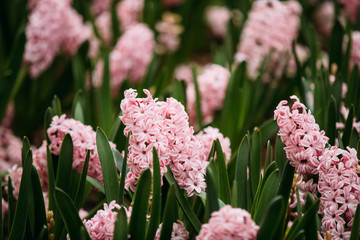 Blooming Pink Flowers Of Hyacinth In Spring Garden