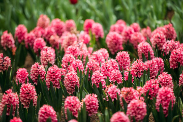 Blooming Pink Flowers Of Hyacinth In Spring Garden