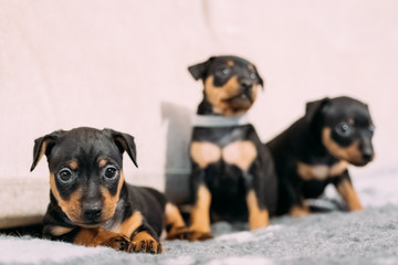 Three Small Black Miniature Pinscher Zwergpinscher, Min Pin Puppy Dogs