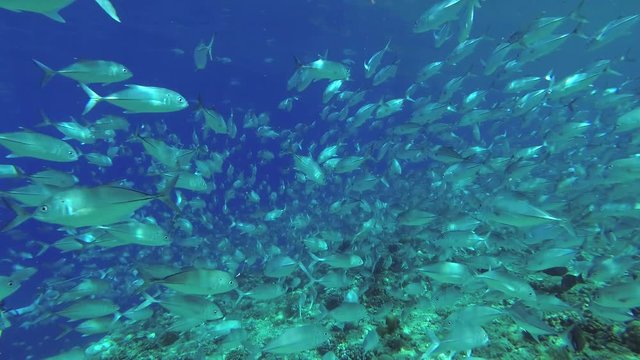 Massive school of school of Bayads swims over top coral reef
