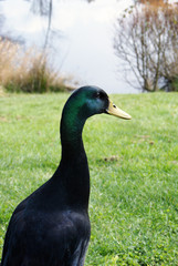 Portrait of Duck