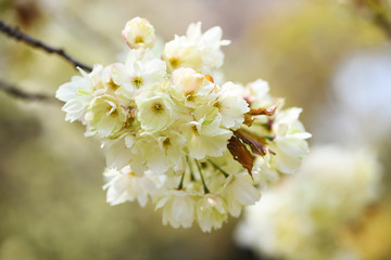 黄色い桜「鬱金」