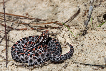 Naklejka premium Dusky Pygmy Rattlesnake (Sistrurus miliarius barbouri)