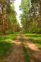 Fototapeta na wymiar Road to the wild forest, near Magdeburg, Germany