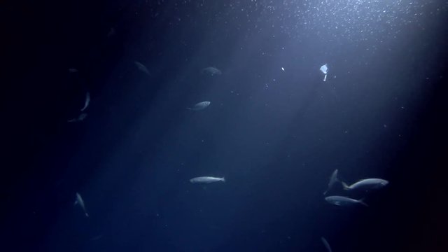 school of Yellowstripe Scads feed on plankton at night 
