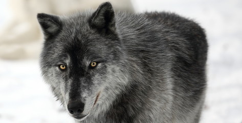 Schwarzer Wolf  grauer Wolf im Schnee
