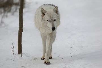 Weisser Wolf im Schnee  