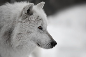 Weisser Wolf  Weißer Wolf