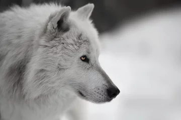 Deurstickers Witte wolf witte wolf © Christian Löffler