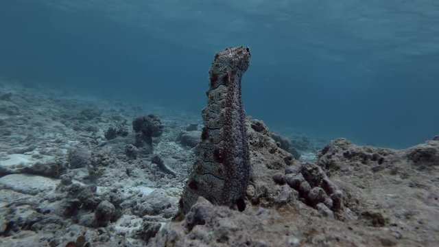 Graeffe's Sea Cucumber stands upright on a coral reef

