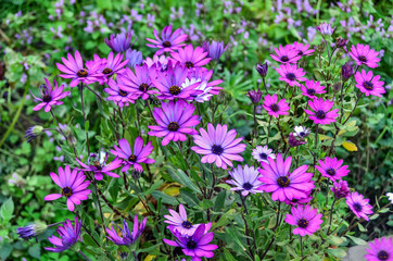 Purple daisy flowers at garden