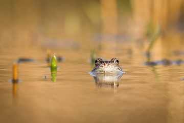 Close up Brown frog (Rana temporaria)