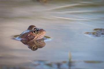 Close up Brown frog (Rana temporaria)