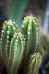 Succulents and cactuses.