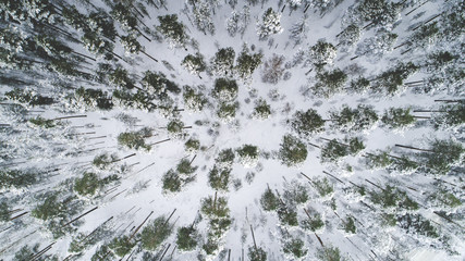 Aerial view of snow covered park. Vibrant evergreen trees and foot prints in the snow seen from above. Sun rise