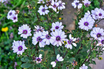 Middle purple, white leaves sprint flower