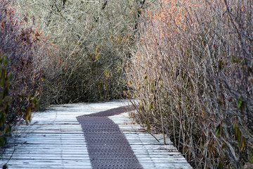 Boardwalk through shrubs