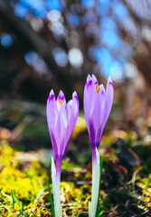 Crocus bright violet spring flower, mountain nature. Saffron flower close up, macro view, blurred garden background.