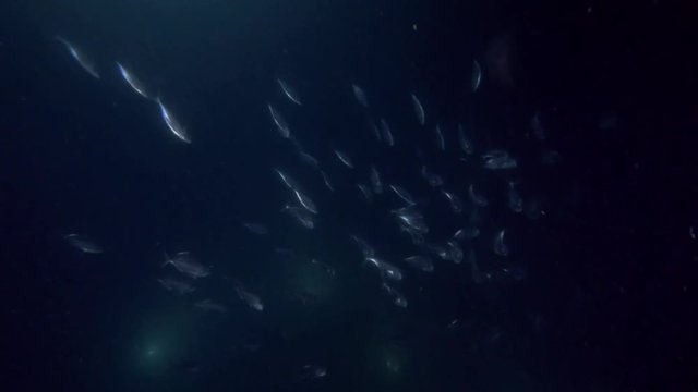 School of Mackerel feeds plankton in the night

