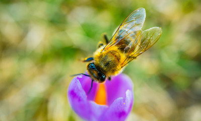 Crocus or saffron bright violet flower blossom, bee collects pollen, spring season. Close up, meadow grass blurred background.