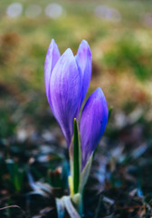 Crocus bright violet spring flower, mountain nature. Saffron flower close up, macro view, blurred garden background.
