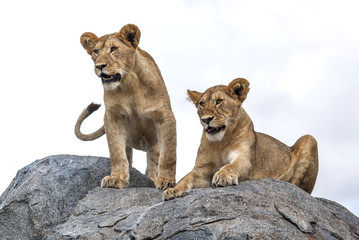 Two young lions on a granite kopje in the Serengeti National Park in Tanzania
