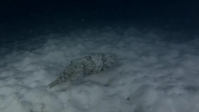 Pharaoh Cuttlefish swim over sandy bottom in the night (High-angle shot)
