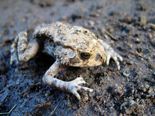 Cool frogs lay on the ground
