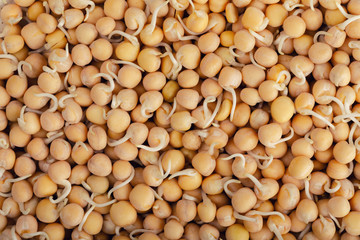 Useful food: grain texture of sprouted peas. Top view of pea seeds