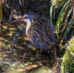 Virginia Rail