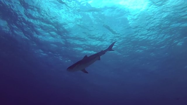 Tiger Shark - Galeocerdo cuvier swim under surface in blue water
