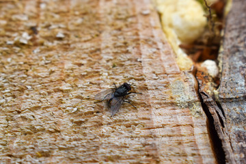 Fliege auf einem Baumstamm