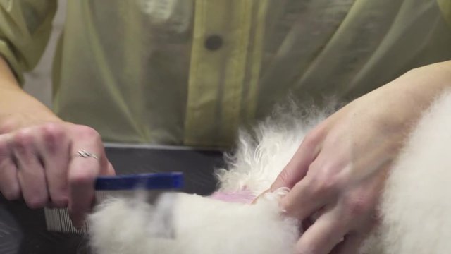 Dog cutting. The groomer combs the Bichon Frize dog