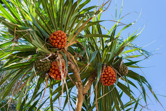Ripe orange fresh seeds of sea pandanus or screw pine plant tree (Pandanus tectorius or Pandanus odoratissimus)