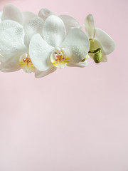 White Orchid flowers on colored background Pink Copy space