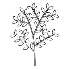 tree branch with leafs vector illustration design