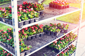 Multi-tiered cart with seedlings of flowers before sitting on a bed. Toned