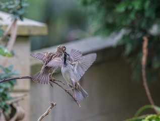 scenes of sparrows showing fights, love, moments of life