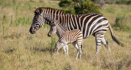 Fototapeta na wymiar Mother Zebra and Her Foal
