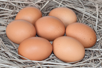 Brown chicken eggs on dry grass