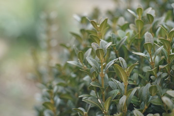Close up of a boxwood tree with new branches 