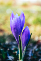 Crocus bright violet spring flower, mountain nature. Saffron flower close up, macro view, blurred garden background.