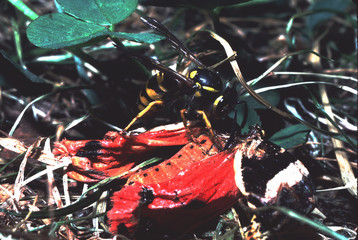 guêpe attaquant un papillon
