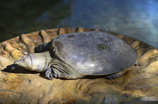 Turtle on a stone near the pond. Macro mode.