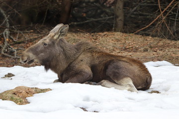 Elch im bayerischen Wald