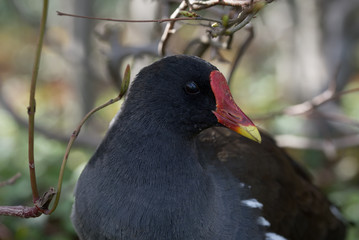 Teichralle (Gallinula chloropus)