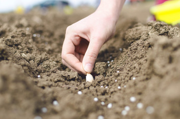 Farmer's hand planting seed