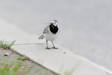 White Wagtail (Motacilla alba).