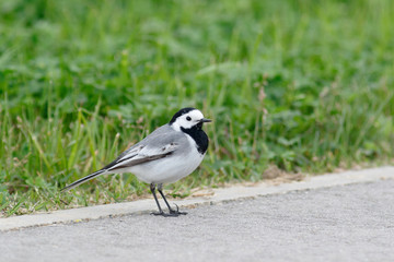 White Wagtail (Motacilla alba).